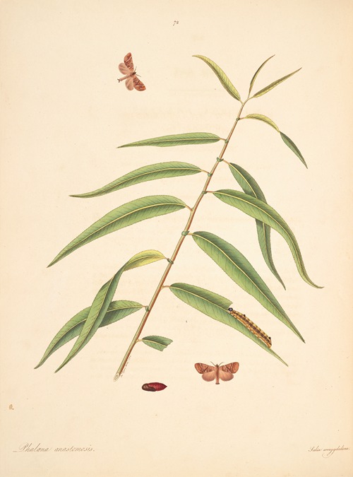 The natural history of the rarer lepidopterous insects of Georgia Pl.072