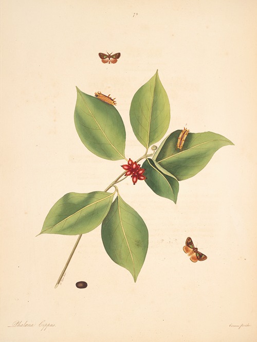 The natural history of the rarer lepidopterous insects of Georgia Pl.073