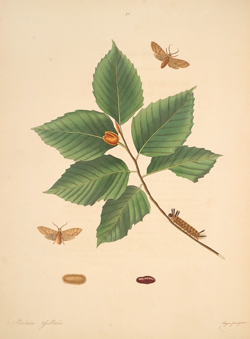 The natural history of the rarer lepidopterous insects of Georgia Pl.075
