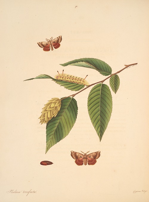 The natural history of the rarer lepidopterous insects of Georgia Pl.076