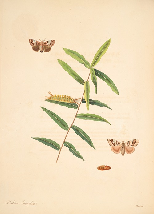 The natural history of the rarer lepidopterous insects of Georgia Pl.078