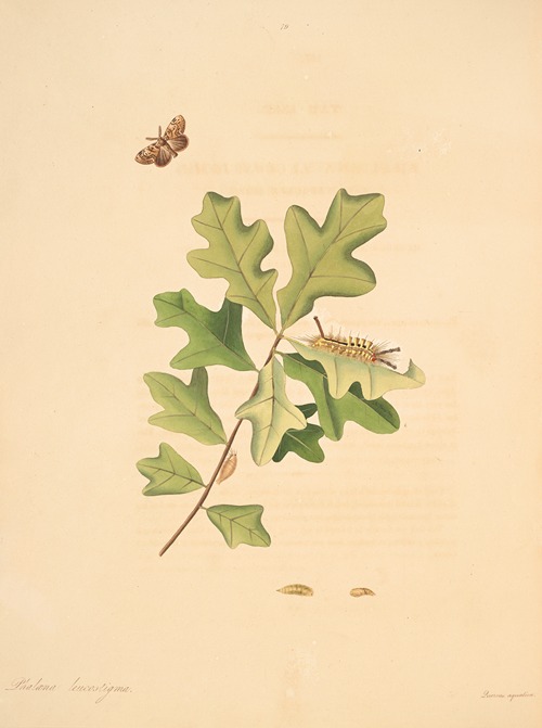 The natural history of the rarer lepidopterous insects of Georgia Pl.079