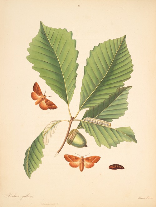 The natural history of the rarer lepidopterous insects of Georgia Pl.082