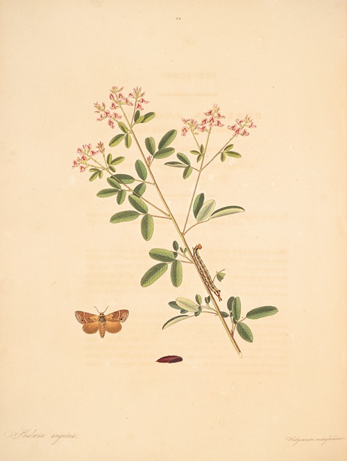 The natural history of the rarer lepidopterous insects of Georgia Pl.084