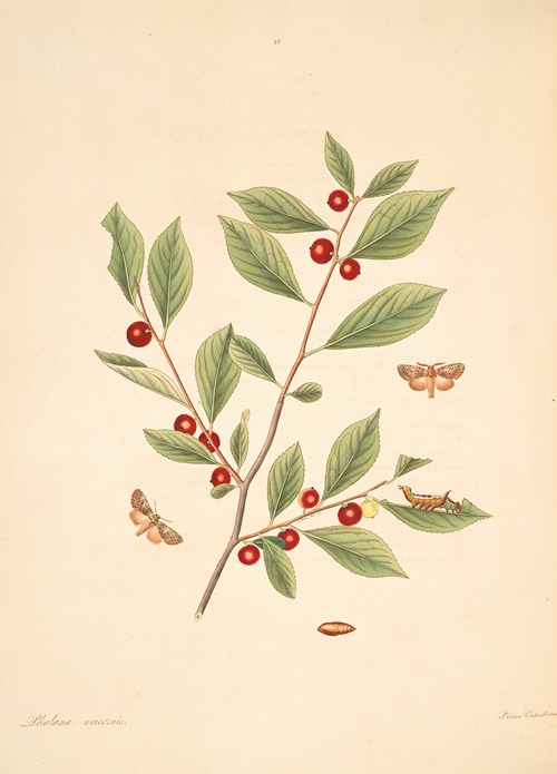 The natural history of the rarer lepidopterous insects of Georgia Pl.086