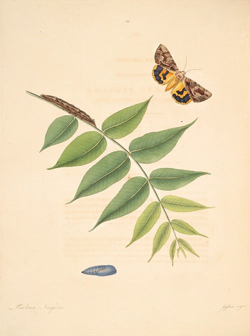 The natural history of the rarer lepidopterous insects of Georgia Pl.088