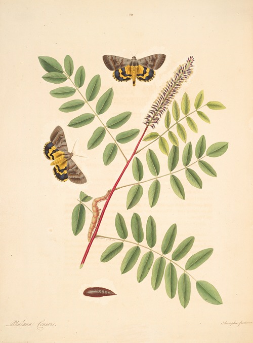 The natural history of the rarer lepidopterous insects of Georgia Pl.089