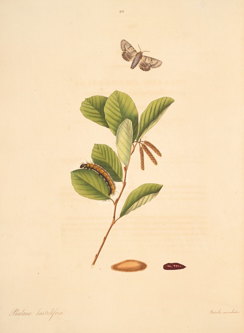 The natural history of the rarer lepidopterous insects of Georgia Pl.092