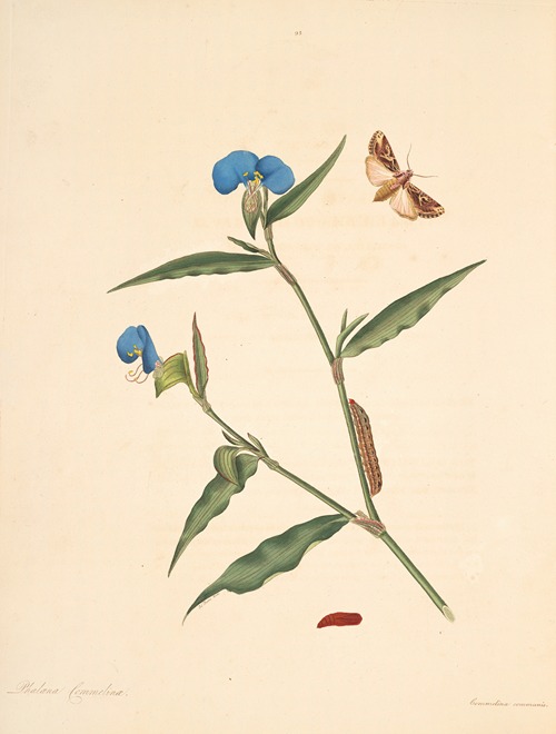 The natural history of the rarer lepidopterous insects of Georgia Pl.095