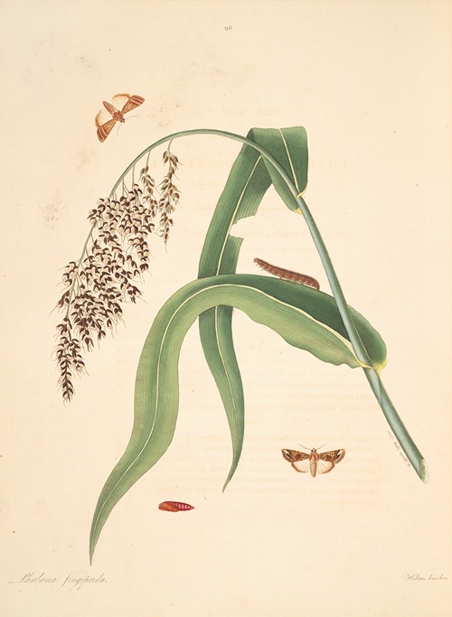 The natural history of the rarer lepidopterous insects of Georgia Pl.096
