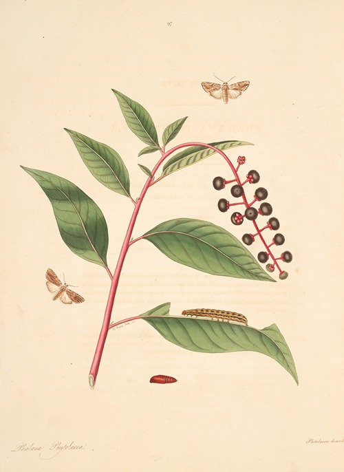 The natural history of the rarer lepidopterous insects of Georgia Pl.097
