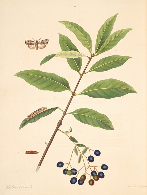 The natural history of the rarer lepidopterous insects of Georgia Pl.098