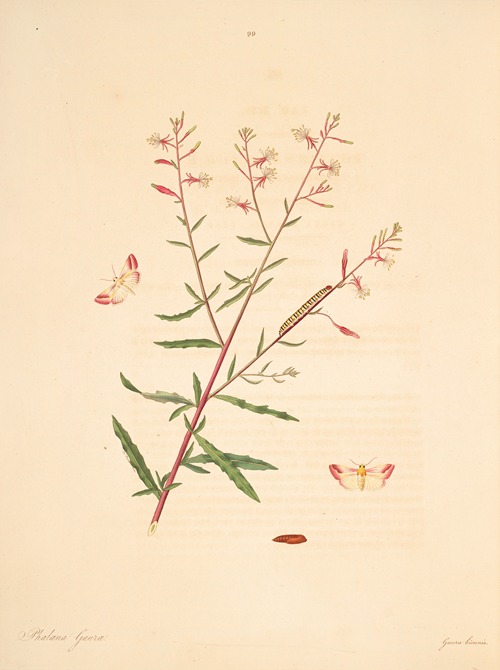The natural history of the rarer lepidopterous insects of Georgia Pl.099