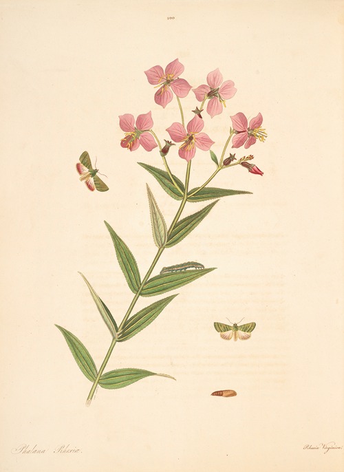 The natural history of the rarer lepidopterous insects of Georgia Pl.100