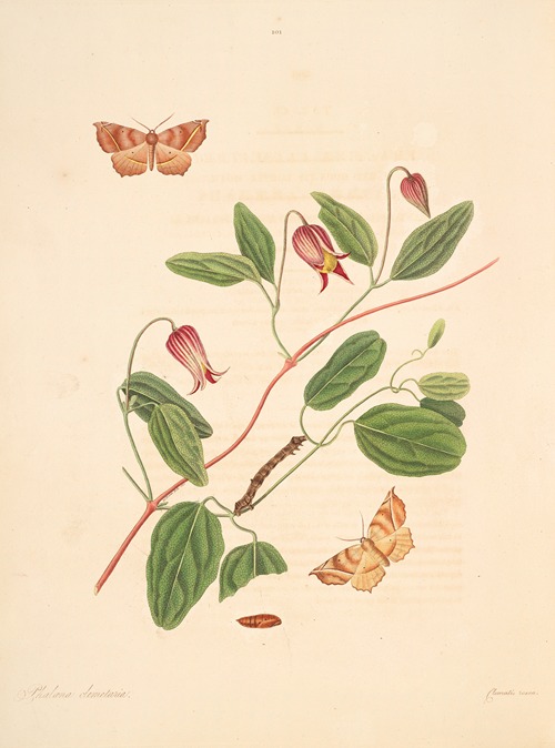 The natural history of the rarer lepidopterous insects of Georgia Pl.101
