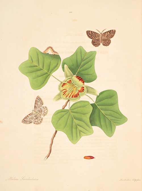 The natural history of the rarer lepidopterous insects of Georgia Pl.102