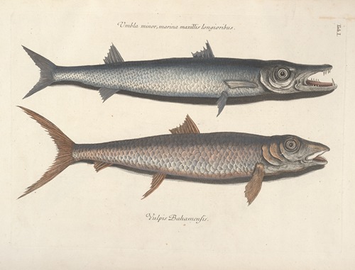 Piscium, serpentum, insectorum, aliorumque nonnullorum animalum nec non plantarum quarundam imagines Pl.001