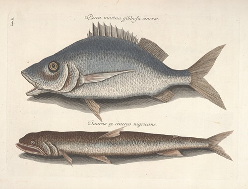 Piscium, serpentum, insectorum, aliorumque nonnullorum animalum nec non plantarum quarundam imagines Pl.002