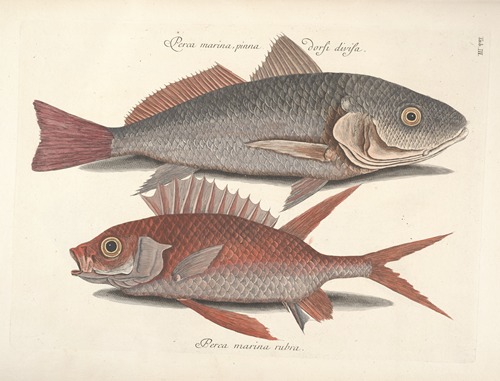 Piscium, serpentum, insectorum, aliorumque nonnullorum animalum nec non plantarum quarundam imagines Pl.003
