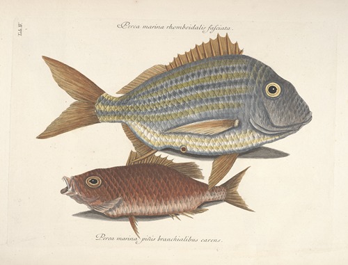 Piscium, serpentum, insectorum, aliorumque nonnullorum animalum nec non plantarum quarundam imagines Pl.004