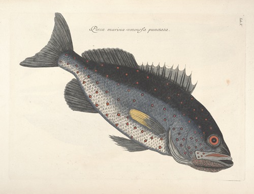 Piscium, serpentum, insectorum, aliorumque nonnullorum animalum nec non plantarum quarundam imagines Pl.005