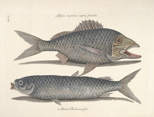 Piscium, serpentum, insectorum, aliorumque nonnullorum animalum nec non plantarum quarundam imagines Pl.006
