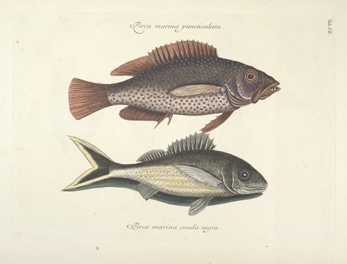 Piscium, serpentum, insectorum, aliorumque nonnullorum animalum nec non plantarum quarundam imagines Pl.007