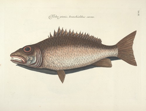 Piscium, serpentum, insectorum, aliorumque nonnullorum animalum nec non plantarum quarundam imagines Pl.009