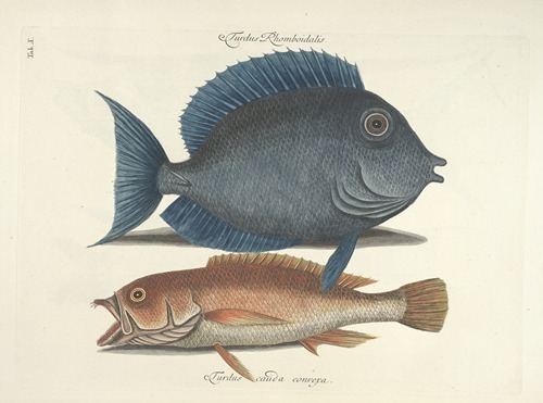 Piscium, serpentum, insectorum, aliorumque nonnullorum animalum nec non plantarum quarundam imagines Pl.010