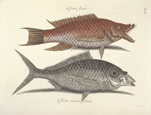 Piscium, serpentum, insectorum, aliorumque nonnullorum animalum nec non plantarum quarundam imagines Pl.011