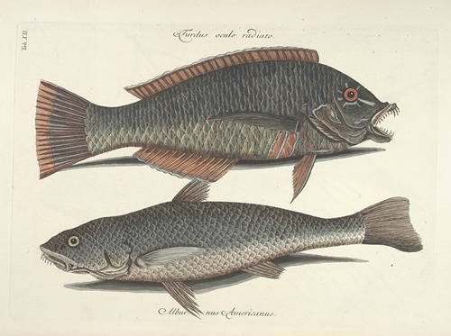 Piscium, serpentum, insectorum, aliorumque nonnullorum animalum nec non plantarum quarundam imagines Pl.012
