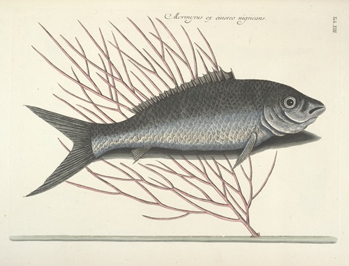 Piscium, serpentum, insectorum, aliorumque nonnullorum animalum nec non plantarum quarundam imagines Pl.013