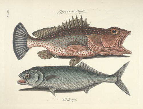 Piscium, serpentum, insectorum, aliorumque nonnullorum animalum nec non plantarum quarundam imagines Pl.014