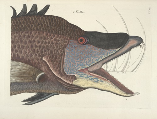 Piscium, serpentum, insectorum, aliorumque nonnullorum animalum nec non plantarum quarundam imagines Pl.015