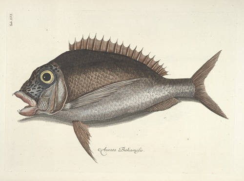 Piscium, serpentum, insectorum, aliorumque nonnullorum animalum nec non plantarum quarundam imagines Pl.016