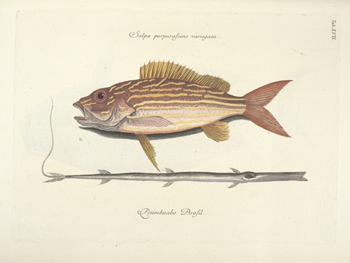 Piscium, serpentum, insectorum, aliorumque nonnullorum animalum nec non plantarum quarundam imagines Pl.017