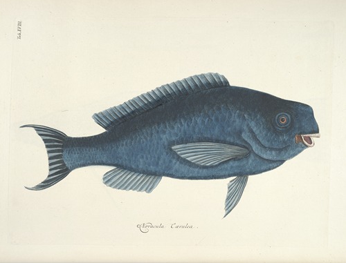 Piscium, serpentum, insectorum, aliorumque nonnullorum animalum nec non plantarum quarundam imagines Pl.018