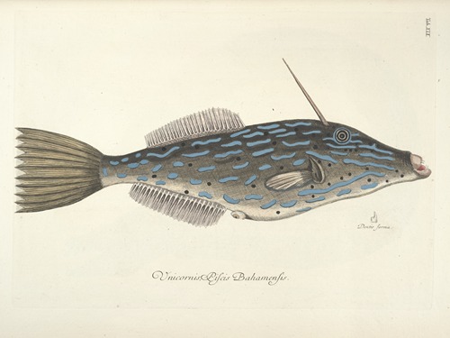 Piscium, serpentum, insectorum, aliorumque nonnullorum animalum nec non plantarum quarundam imagines Pl.019