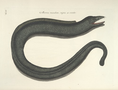 Piscium, serpentum, insectorum, aliorumque nonnullorum animalum nec non plantarum quarundam imagines Pl.020