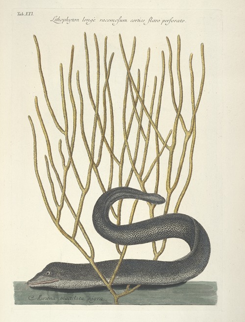 Piscium, serpentum, insectorum, aliorumque nonnullorum animalum nec non plantarum quarundam imagines Pl.021