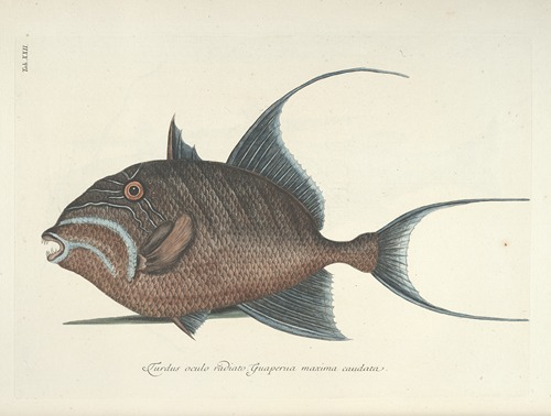 Piscium, serpentum, insectorum, aliorumque nonnullorum animalum nec non plantarum quarundam imagines Pl.022