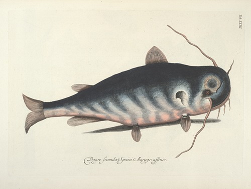 Piscium, serpentum, insectorum, aliorumque nonnullorum animalum nec non plantarum quarundam imagines Pl.023
