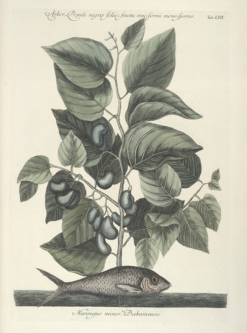Piscium, serpentum, insectorum, aliorumque nonnullorum animalum nec non plantarum quarundam imagines Pl.024