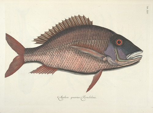 Piscium, serpentum, insectorum, aliorumque nonnullorum animalum nec non plantarum quarundam imagines Pl.025