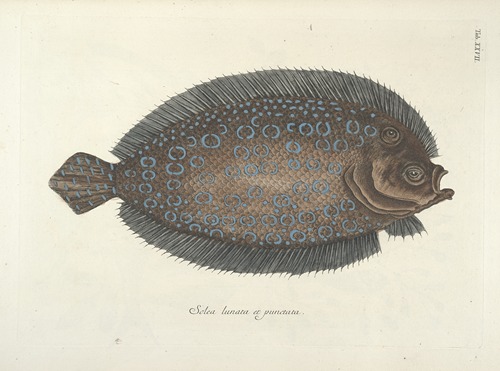 Piscium, serpentum, insectorum, aliorumque nonnullorum animalum nec non plantarum quarundam imagines Pl.027