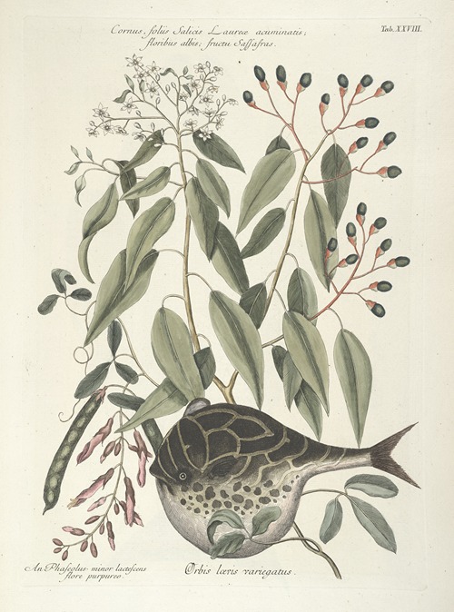 Piscium, serpentum, insectorum, aliorumque nonnullorum animalum nec non plantarum quarundam imagines Pl.028