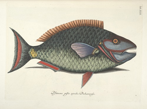 Piscium, serpentum, insectorum, aliorumque nonnullorum animalum nec non plantarum quarundam imagines Pl.029
