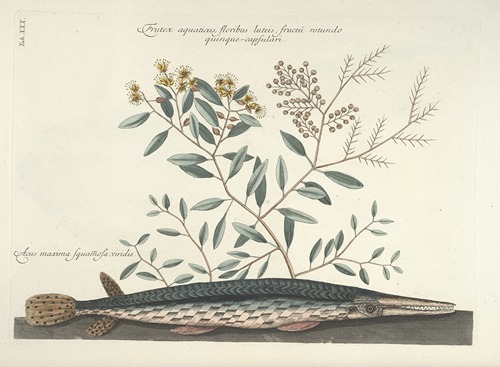 Piscium, serpentum, insectorum, aliorumque nonnullorum animalum nec non plantarum quarundam imagines Pl.030