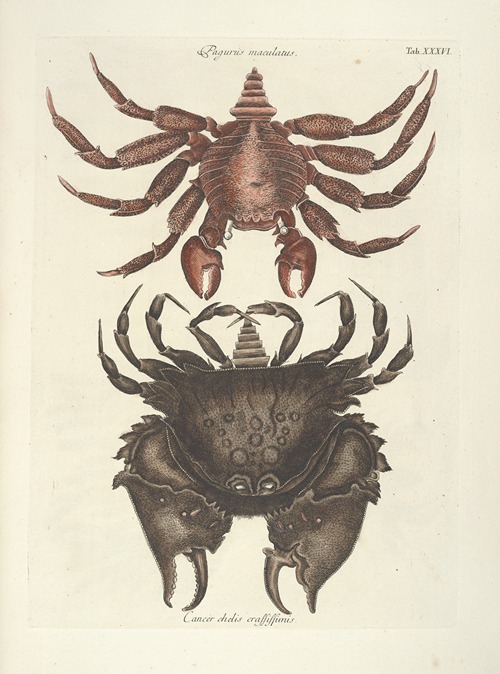 Piscium, serpentum, insectorum, aliorumque nonnullorum animalum nec non plantarum quarundam imagines Pl.036