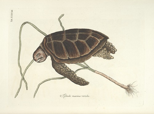 Piscium, serpentum, insectorum, aliorumque nonnullorum animalum nec non plantarum quarundam imagines Pl.038
